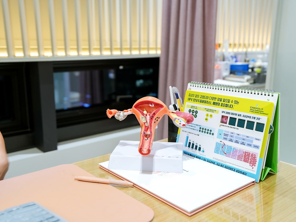 책상 위에 놓인 분홍색 자궁 해부 모형과 노란색 HPV 백신(가다실-9) 안내 차트를 촬영한 정물 사진