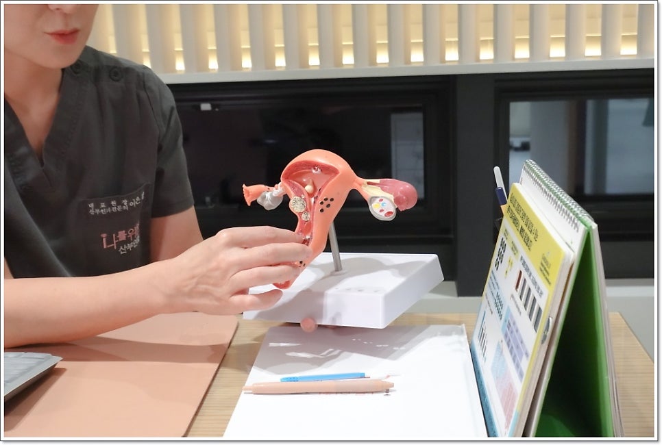 분홍색 자궁 모형을 클로즈업으로 보여주며, 직원의 손과 가운 일부가 함께 보인다